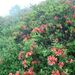 20060617_karuizawakusatsutrip_002